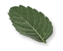 CHA HI Image